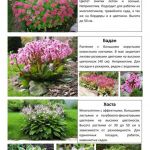 Многолетние растения 5