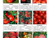 Овощные и пряные культуры 1