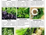 Овощные и пряные культуры 10