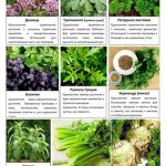 Овощные и пряные культуры 10