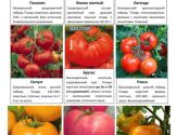 Овощные и пряные культуры 3