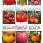 Овощные и пряные культуры 3