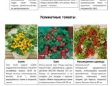 Овощные и пряные культуры 4
