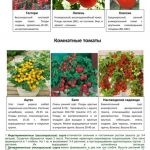 Овощные и пряные культуры 4