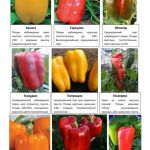 Овощные и пряные культуры 5