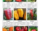 Овощные и пряные культуры 5