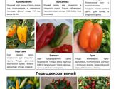 Овощные и пряные культуры 6
