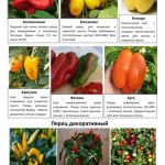 Овощные и пряные культуры 6