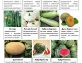 Овощные и пряные культуры 7