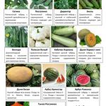 Овощные и пряные культуры 7