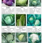 Овощные и пряные культуры 8