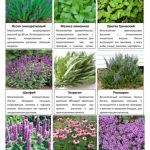 Овощные и пряные культуры 9