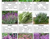 Овощные и пряные культуры 9