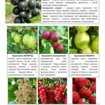 Плодово-ягодные кустарники 1