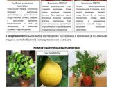 Плодово-ягодные кустарники 2